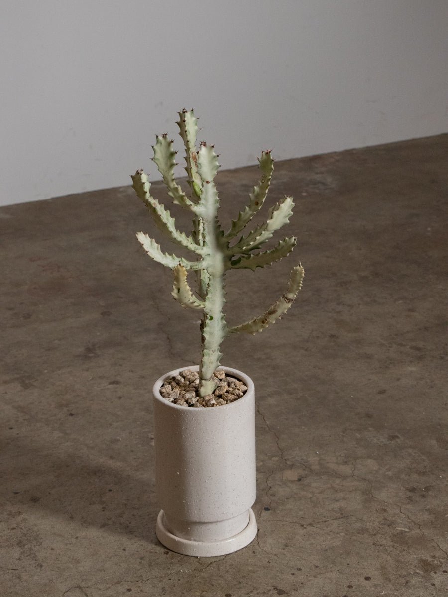 ユーフォルビア ホワイトゴースト