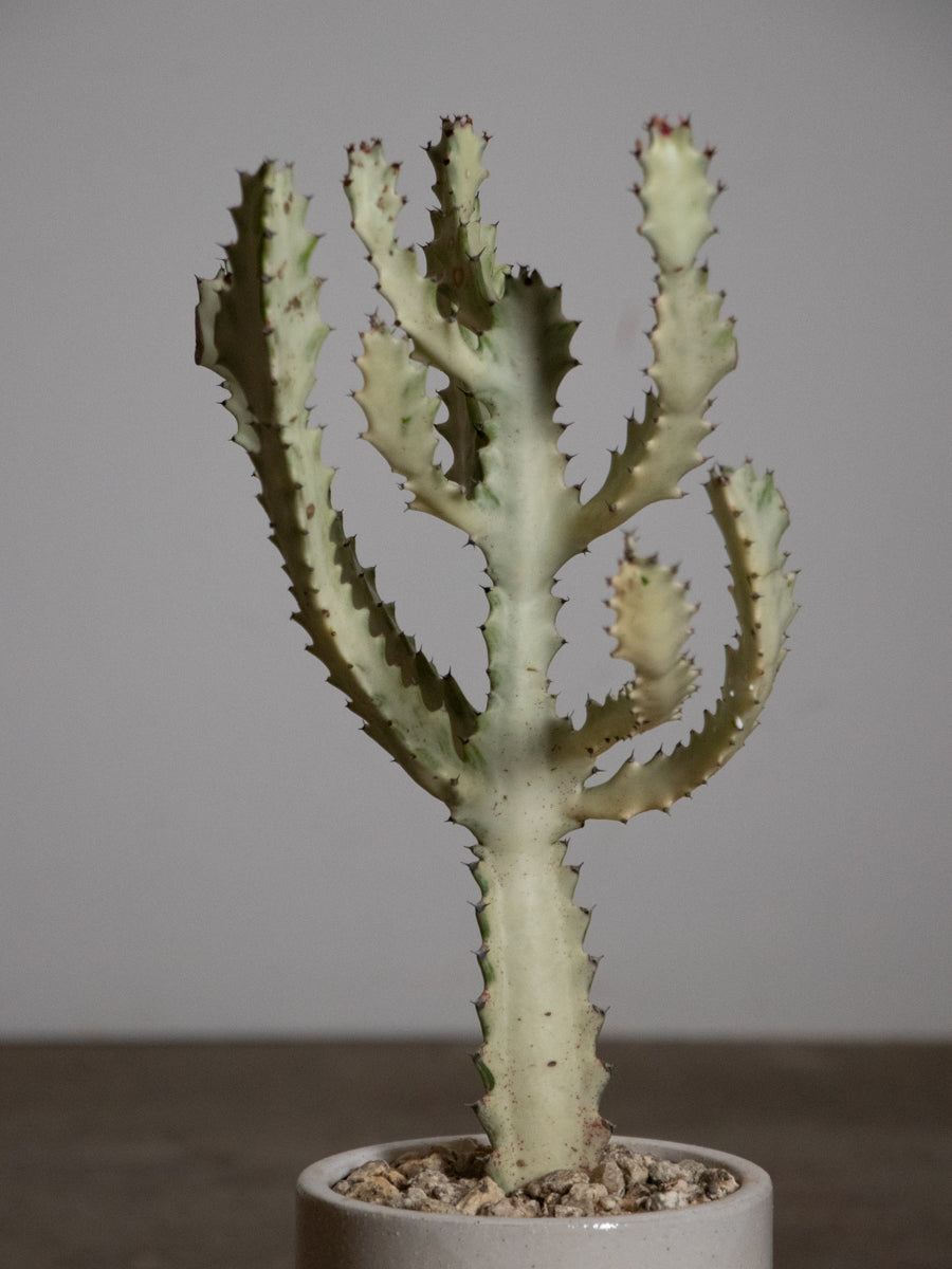 ユーフォルビア ホワイトゴースト