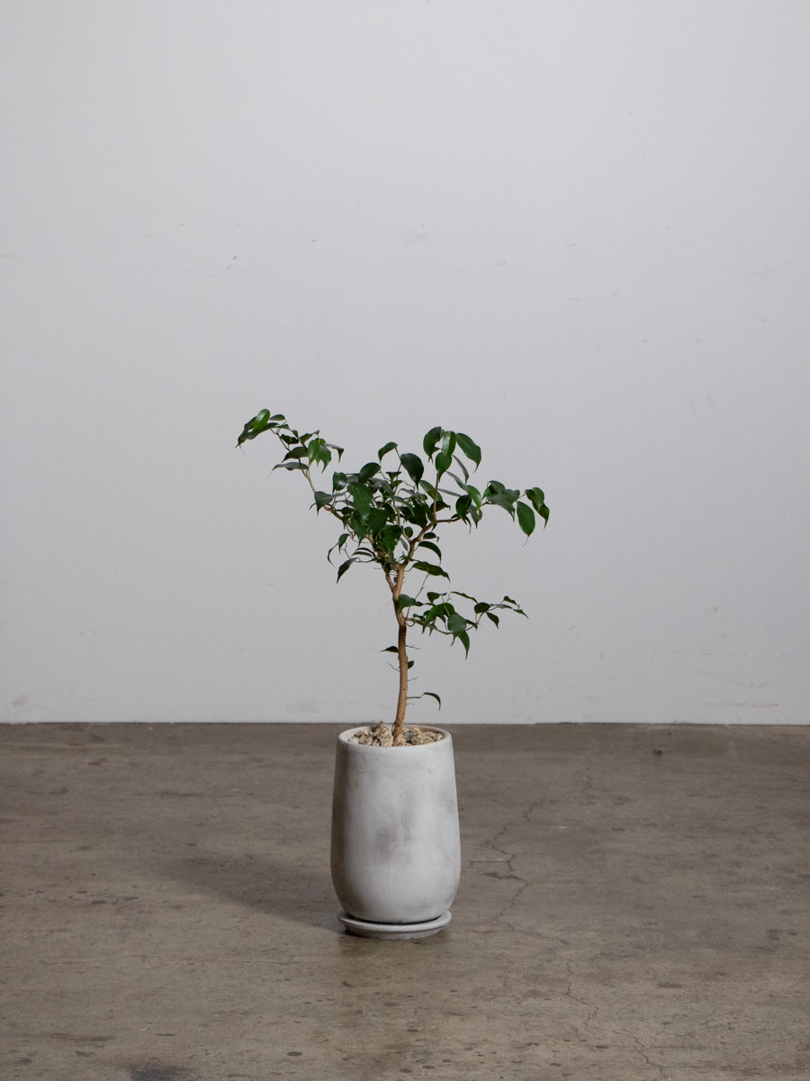 フィカス　ウィアンディ