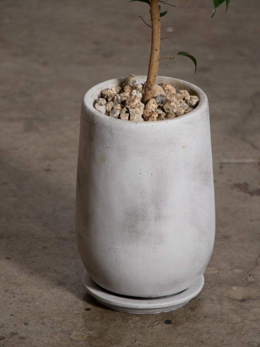 フィカス　ウィアンディ