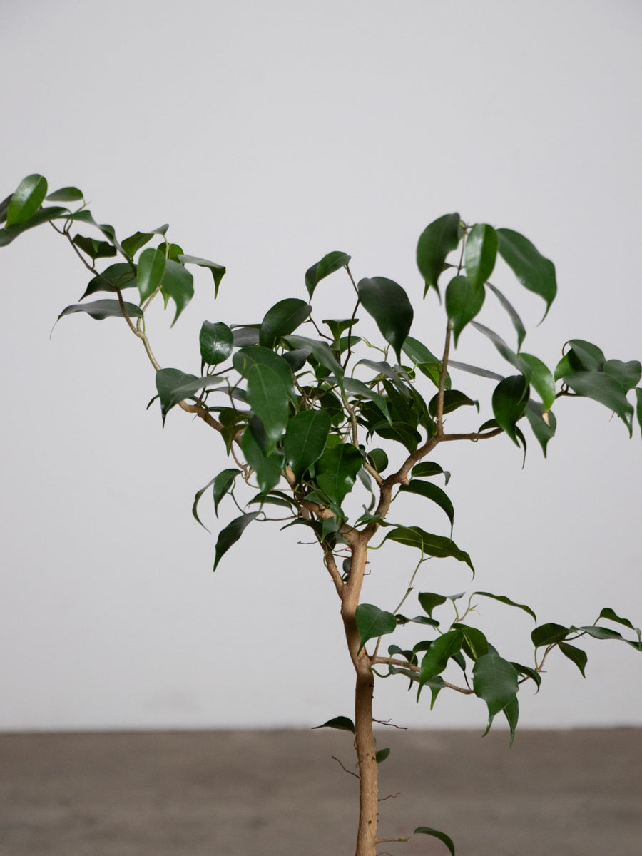 フィカス　ウィアンディ