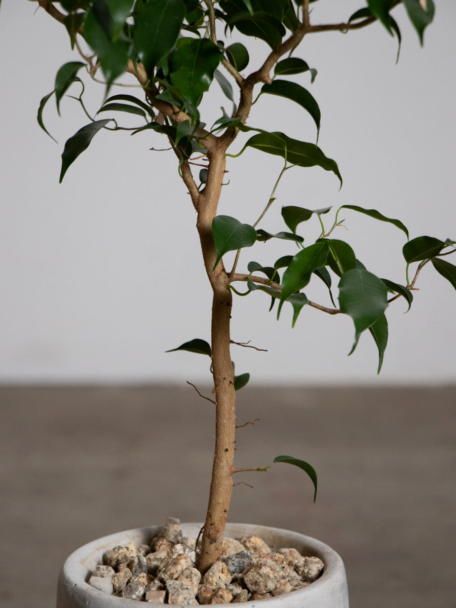 フィカス　ウィアンディ