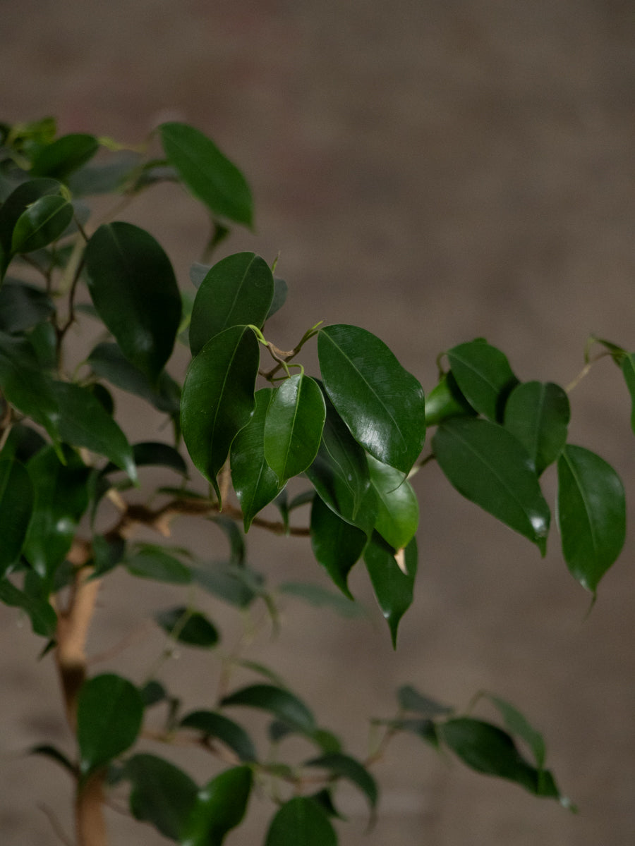 フィカス　ウィアンディ