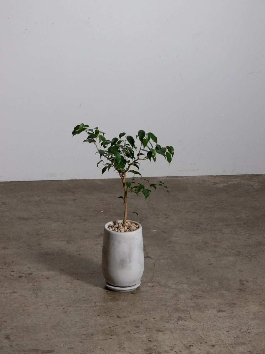 フィカス　ウィアンディ