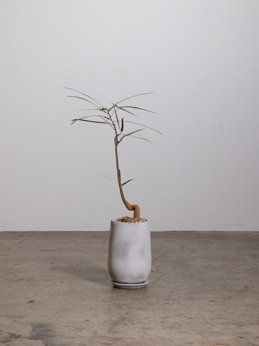 ブラキキトン　ボトルツリー