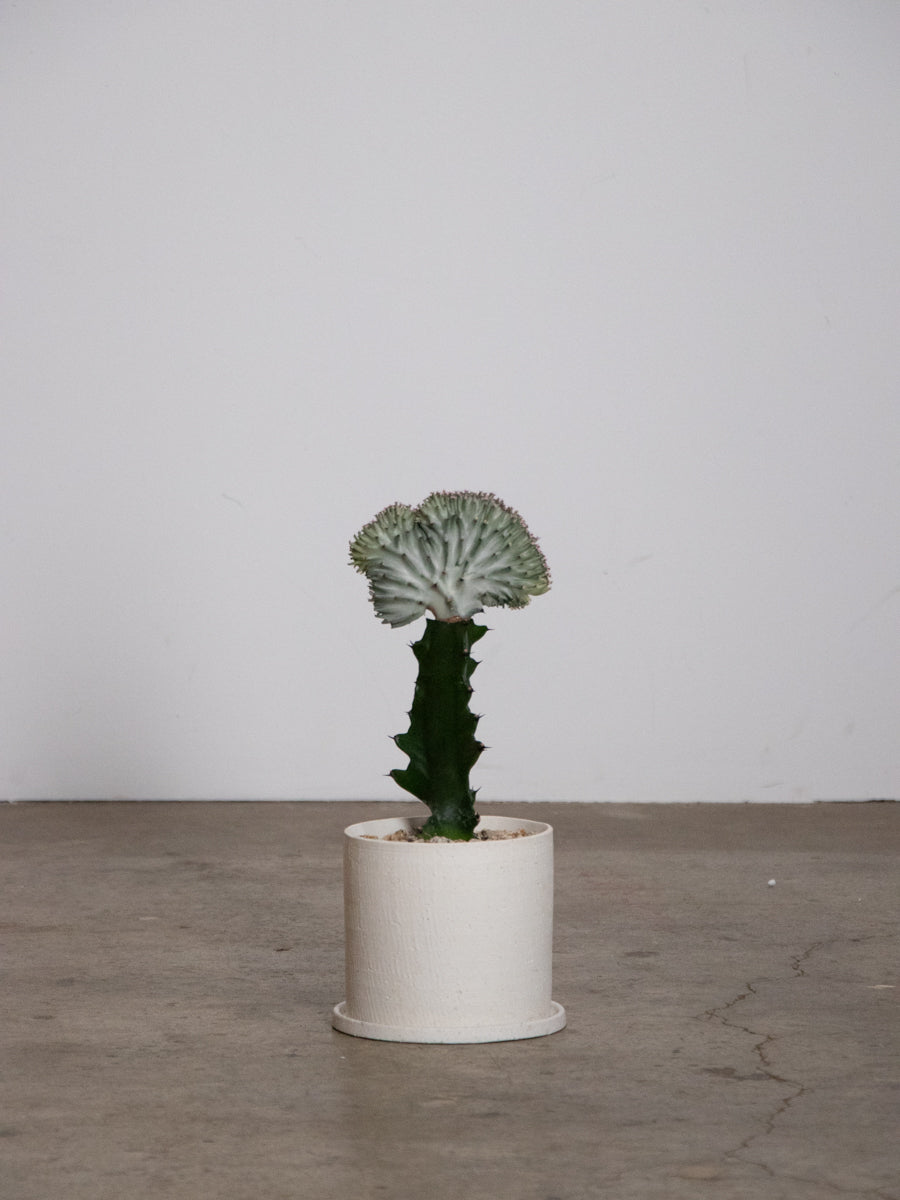 CACTUS / SUCCULENT