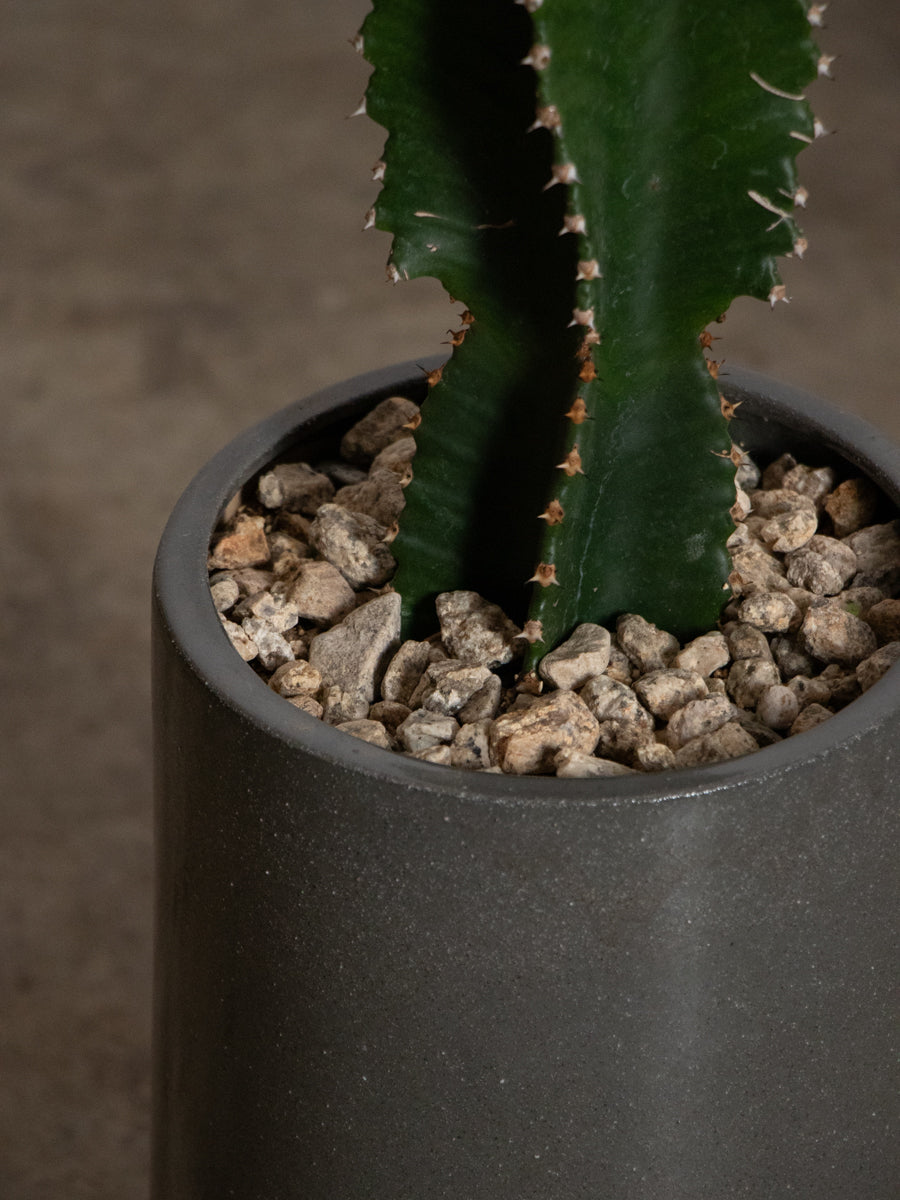 ユーフォルビア　インゲンス 　