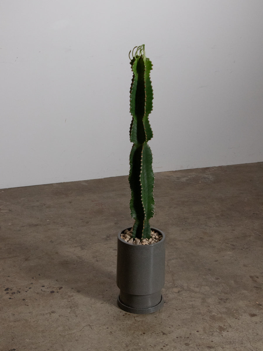 ユーフォルビア　インゲンス 　