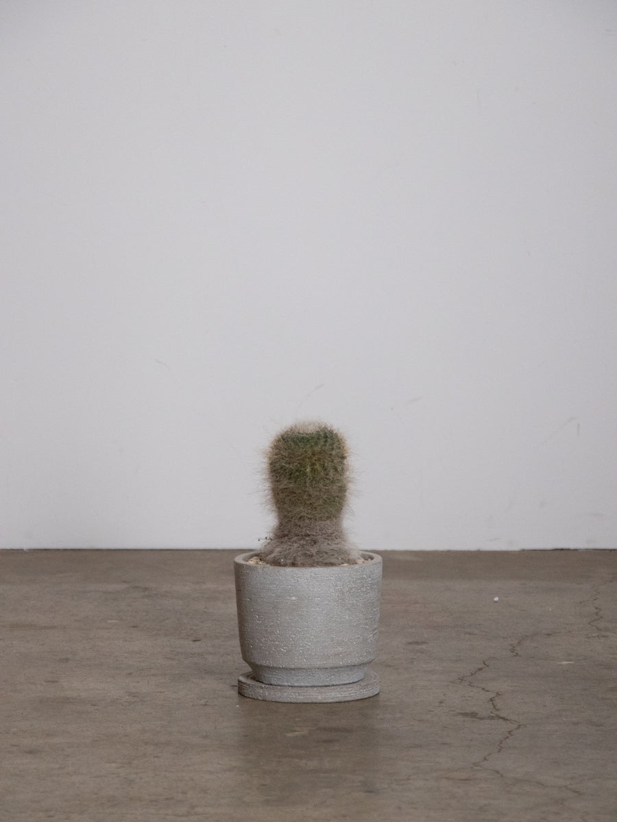 グレーの鉢のマミラリア玉扇