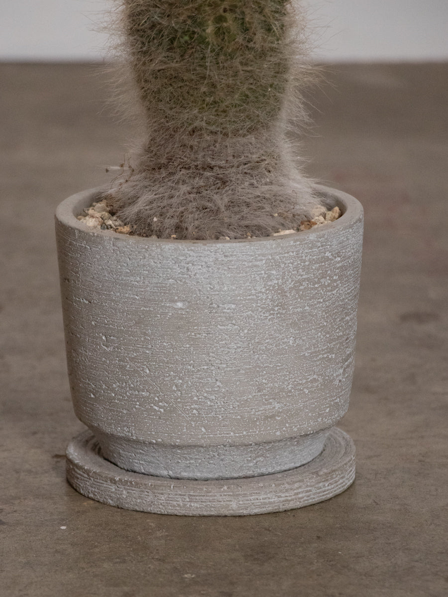 グレーの鉢のマミラリア玉扇