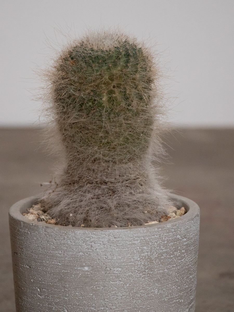 グレーの鉢のマミラリア玉扇