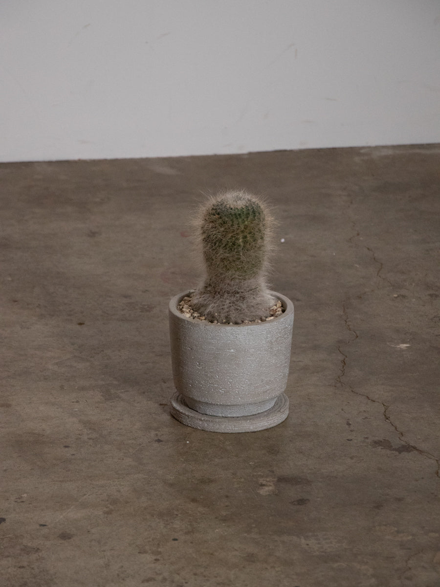 グレーの鉢のマミラリア玉扇