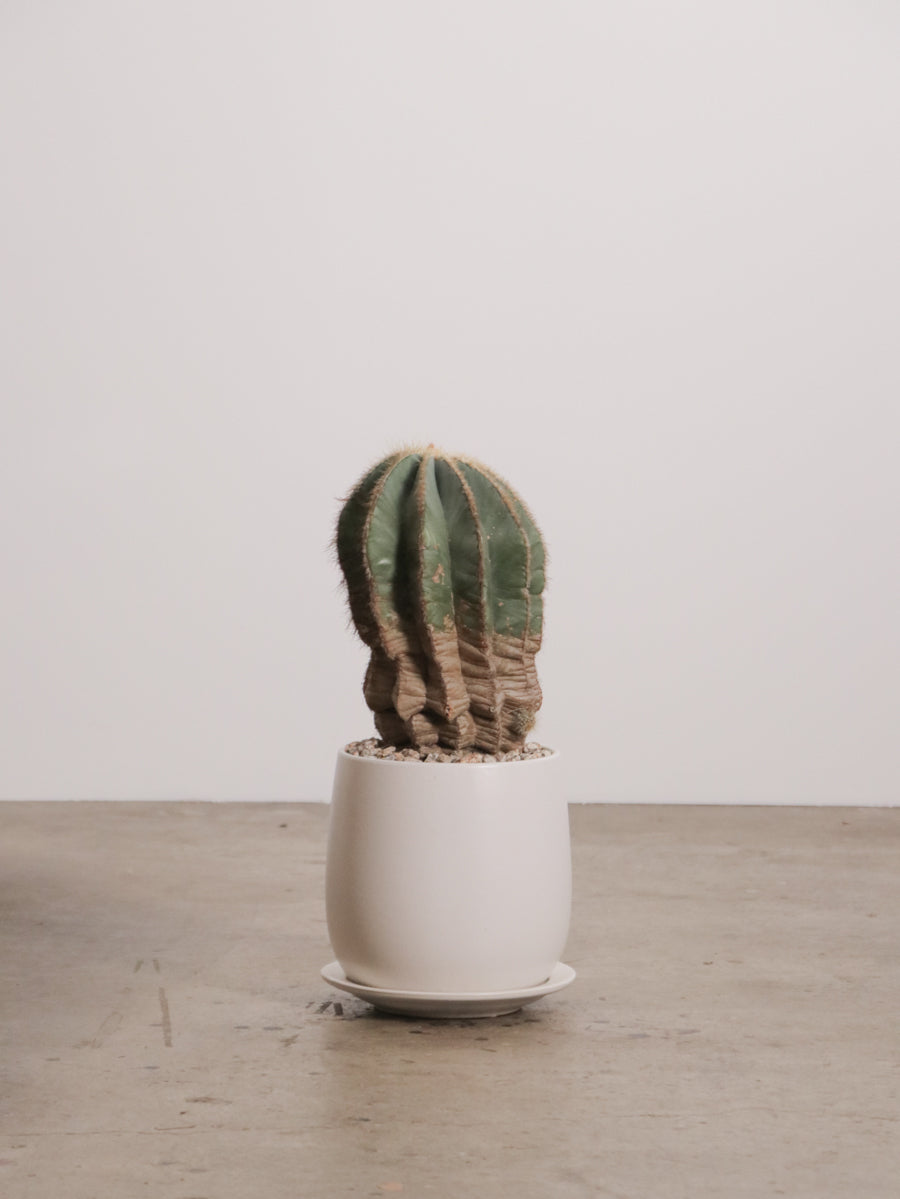 CACTUS / SUCCULENT