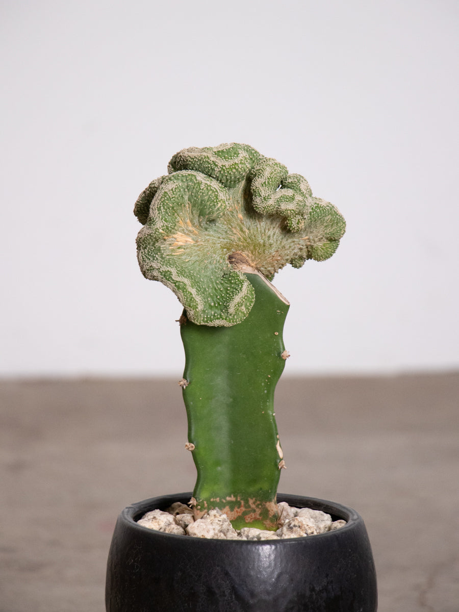 菊水　環状綴化　接木 ストロンボカクタス 菊水接木
