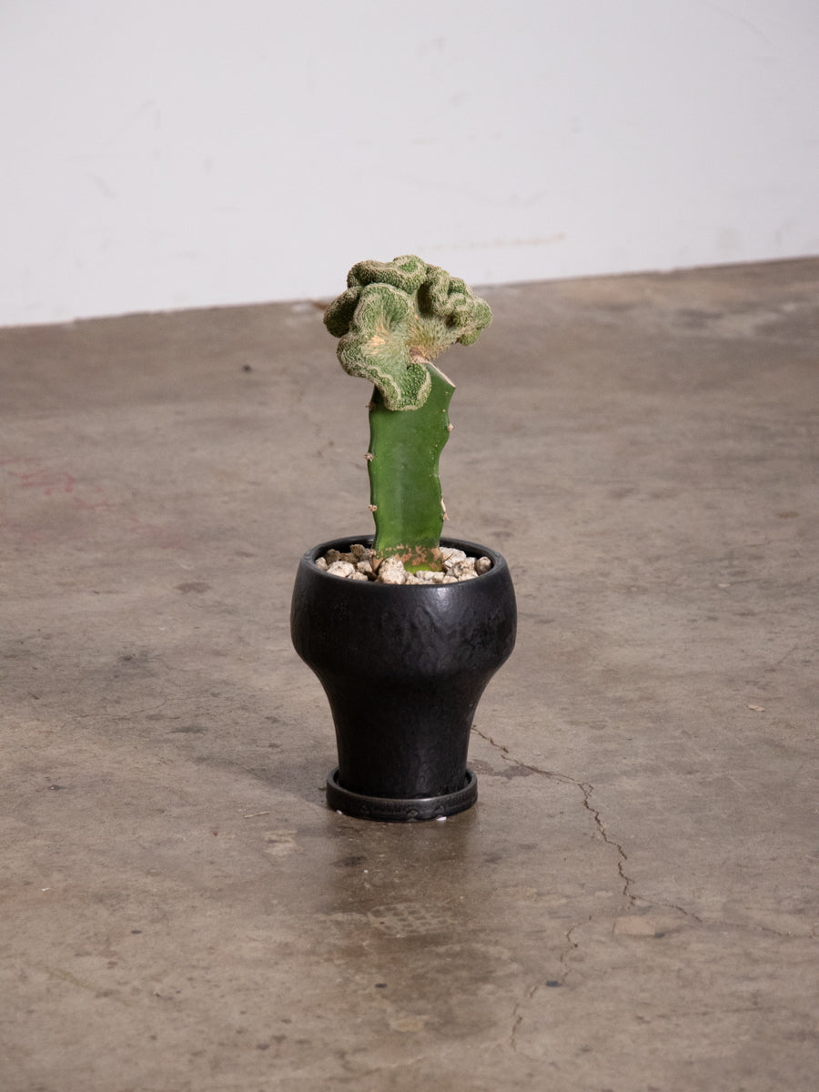 ストロンボカクタス　菊水接木　