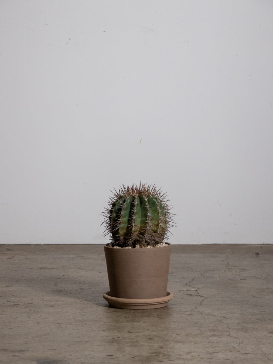 フェロカクタス　