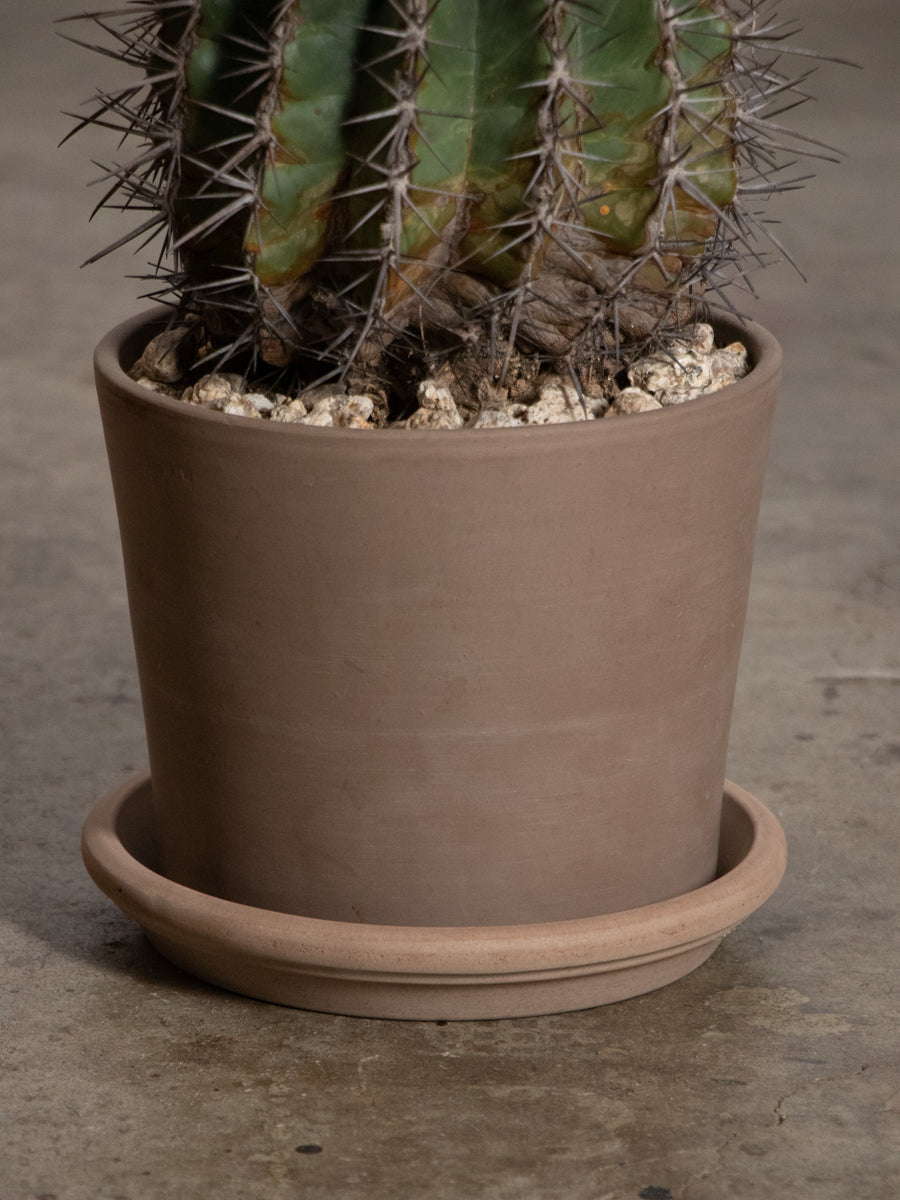 フェロカクタス　