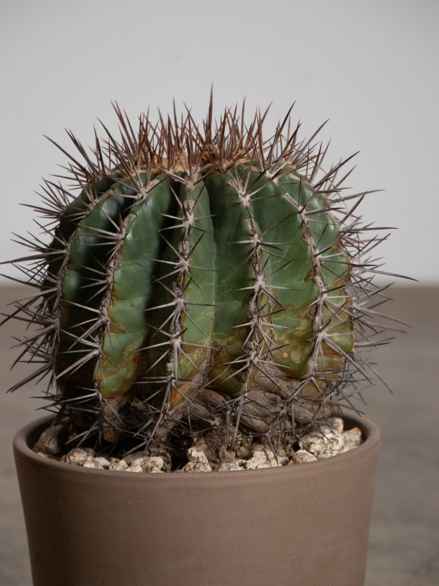 フェロカクタス　