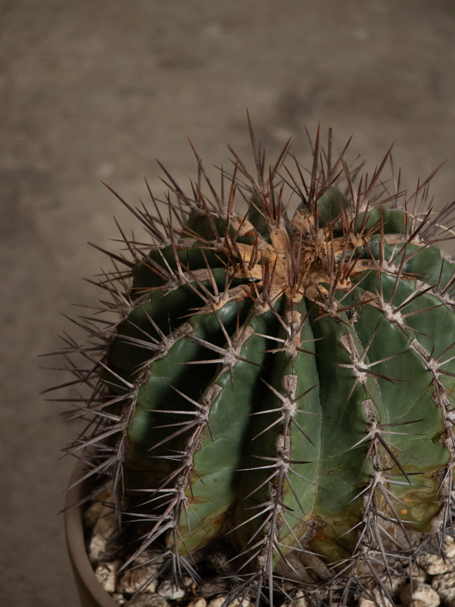 フェロカクタス　