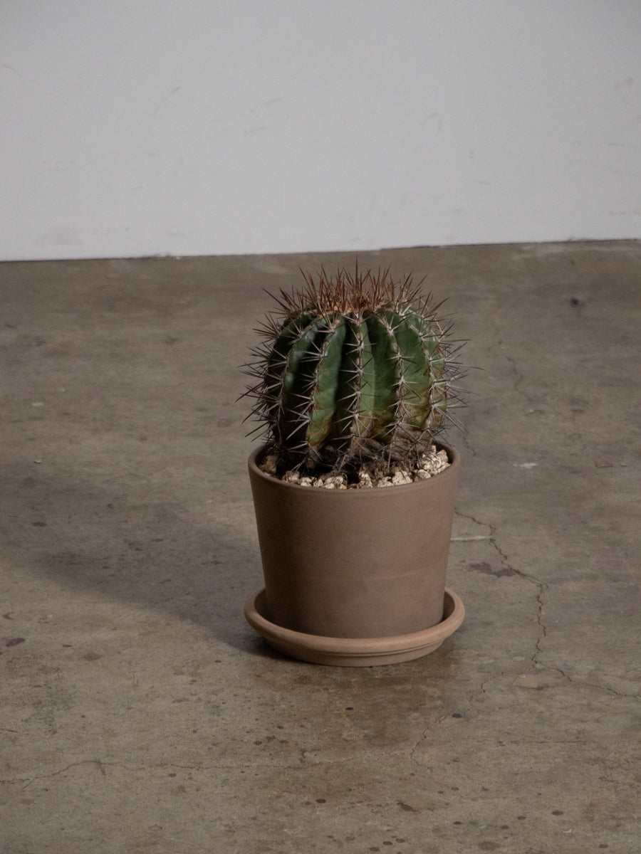 フェロカクタス