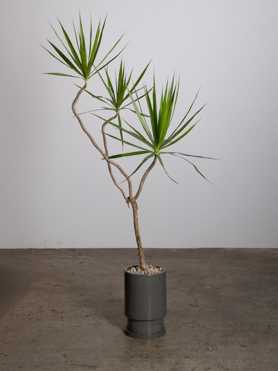 PLANT - INDOOR